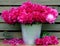 Peonies bouquet in a bucket