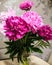 Peonies, bouquet, gorgeous flowers