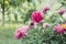 Peonies bush in the garden in countryside. Flower backgrounf for design. Summer floral photo