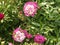 Peonies-Eutopia Gardens,Mandruloc,Arad County,Romania