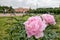 Peonies on The Field of Mars. St. Petersburg. Russia