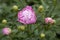 Peonies flower bloom on background of blurry peonies flower in peonies garden