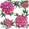 peonies flowers - pink peony, roses with green leaves painting