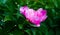 Peonies a herbaceous  or shrubby plant of north temperate regions, which has long been cultivated for its showy flowers