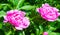 Peonies a   herbaceous or shrubby plant of north temperate regions, which has long been cultivated for its showy flowers