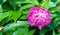 Peonies a herbaceous   or shrubby plant of north temperate regions, which has long been cultivated for its showy flowers