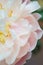 Peonies pastel pink color close-up. Peony petals.