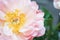 Peonies pastel pink color close-up. Peony petals.