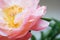 Peonies pastel pink color close-up. Peony petals.