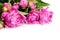 Peonies on White Background