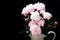 A peony against a black background