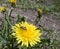 Peony barbel beetle Brachyta interrogationis on dandelion