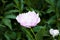 Peony. Beautiful flowers of peonies. Lots of pretty and romantic flowers in floral shop. bouquet of pink peonies. beautiful