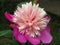 Peony bloom in pink cyclamen colour and green leaves. Flowering peony closeup.