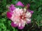 Peony bloom in pink cyclamen colour and green leaves. Flowering peony closeup.