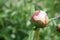 Peony blooming 2020 I