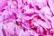 Peony blossom close up, romantic blurry background, wedding, greeting, background