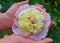 Peony blossom in woman palms. Woman holding peony