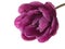 Peony- bright purple tulip