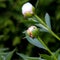 Peony bud with ants