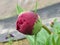 Peony bud and ants in the garden