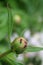 Peony bud attracts black ants