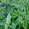 Peony bud on a background of succulent fresh leaves