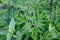 Peony bud on a background of succulent fresh leaves