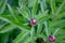 Peony bud on a background of succulent fresh leaves