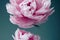 Peony bud blossoming plant springtime soft elegance patter. Flower background with lush blooming foliage beautiful pink