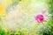 Peony bud on blurred sunny garden background