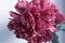 The peony bud with dew drops. Pink flower with water drops