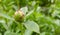 Peony bud very popular with ants. The ants collect the sweet syrup of the plant. Green blurred background