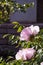 Peony Bush Paeonia suffruticosa  pink flowers