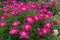 Peony bush perennial plant with blossoms, pink white and yellow middle