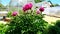 A peony bush sways in the wind against the backdrop of greenhouses and garden tools out of focus. Camera movement from bottom to