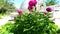 A peony bush sways in the wind against the backdrop of greenhouses and garden tools out of focus. Flowering shrubs in the garden