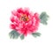 peony, Chinese traditional brush painting on rice paper, pink, purple