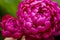 Peony close-up. Peony rose renaissance after rain close-up. Red Spring Flower.