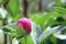 Peony colorful bud