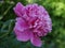 Peony `Edulis Superba`