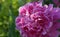 Peony `Edulis Superba`