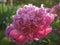 Peony `Edulis Superba` in the sunlight