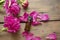 Peony essential oil. Among the flowers and petals of the peony lies a bottle of essential oil. A bottle of essential oil