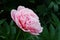 Peony Etched Salmon.  Double pink peony flower.