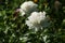 Peony Festiva Maxima.  Double white peony flower. Paeonia lactiflora Chinese peony or common garden peony.