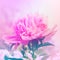 Peony floral background