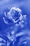 Peony floral background made of Classic Blue 2020 color. Color of year 2020 blurred sparkling backdrop for holidays and parties.