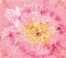 Peony flower on batik background