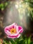 Peony flower in beautiful sunlight on blurred dark garden or park background